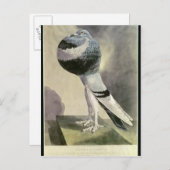 Carte Postale Portrait de Pouter Pigeon (Devant / Derrière)