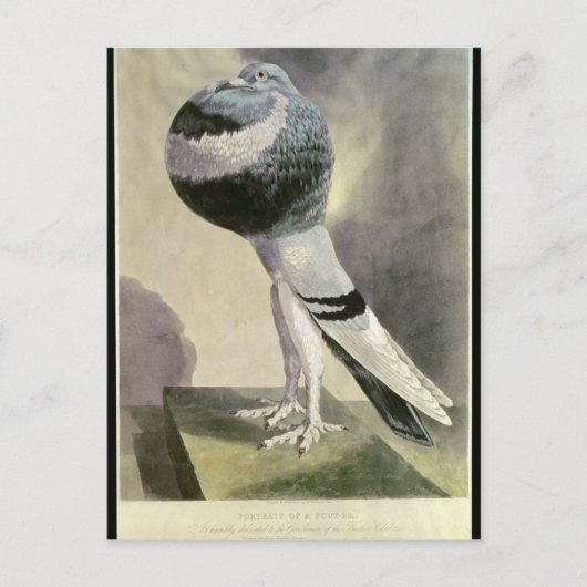 Carte Postale Portrait de Pouter Pigeon (Devant)