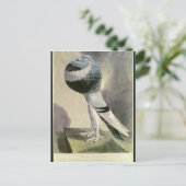 Carte Postale Portrait de Pouter Pigeon (Debout devant)