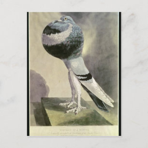 Carte Postale Portrait de Pouter Pigeon