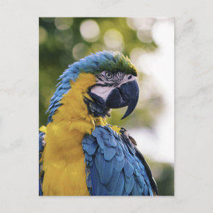 Carte Postale Portrait de profil de perroquet photographié