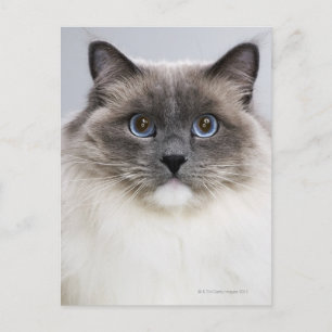 Carte Postale Portrait de Ragdoll