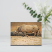 Carte Postale Portrait de Rhinocéros (Debout devant)