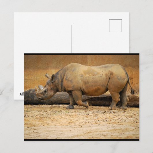 Carte Postale Portrait de Rhinocéros (Devant / Derrière)