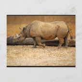 Carte Postale Portrait de Rhinocéros (Devant)