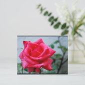 Carte Postale Portrait de rose florale rose (Debout devant)