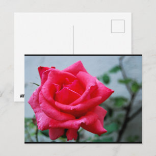 Carte Postale Portrait de rose florale rose