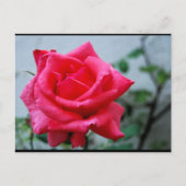 Carte Postale Portrait de rose florale rose (Devant)