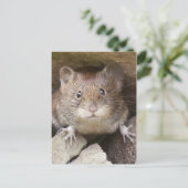 Carte Postale Portrait de souris (Debout devant)