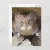 Carte Postale Portrait de souris (Devant / Derrière)