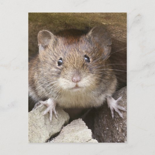 Carte Postale Portrait de souris (Devant)