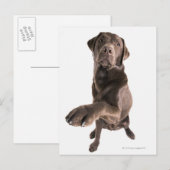 Carte Postale Portrait de studio de chocolat Labrador (Devant / Derrière)