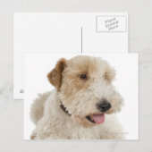 Carte Postale Portrait de studio du chiot Wheaten terrier (Devant / Derrière)