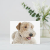 Carte Postale Portrait de studio du chiot Wheaten terrier (Debout devant)
