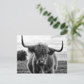 Carte Postale Portrait de taureau (Debout devant)