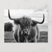 Carte Postale Portrait de taureau (Devant)