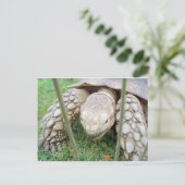 Carte Postale Portrait de tortue (Debout devant)