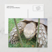 Carte Postale Portrait de tortue (Devant / Derrière)