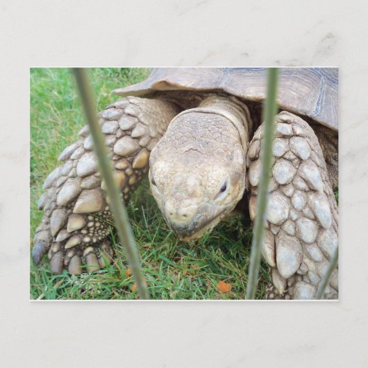 Carte Postale Portrait de tortue (Devant)