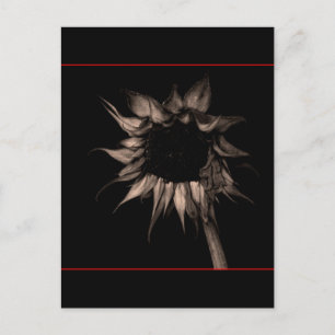 Carte Postale Portrait de tournesol mélancolique en sépia