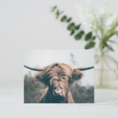 Carte Postale Portrait de vache Highland (Debout devant)