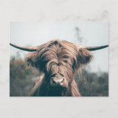 Carte Postale Portrait de vache Highland (Devant)