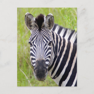 Carte Postale Portrait de zèbre des plaines, Hluhluwe-Umfolozi G
