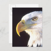 Carte Postale Portrait d'Eagle chauve, leucocephalus de (Devant / Derrière)