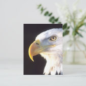 Carte Postale Portrait d'Eagle chauve, leucocephalus de (Debout devant)