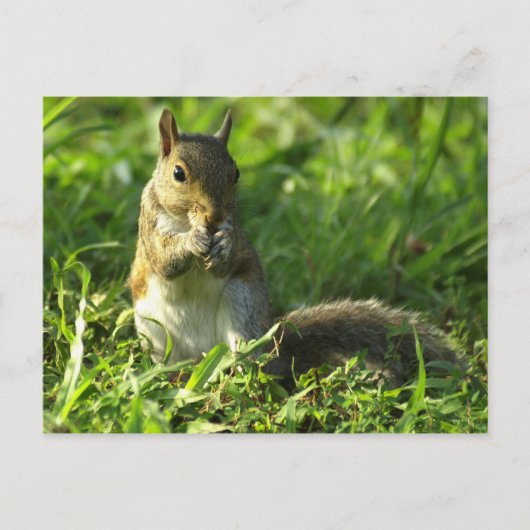 Carte Postale Portrait d'écureuil (Devant)