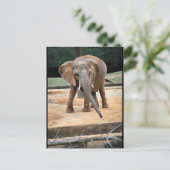 Carte Postale Portrait d'éléphant d'Afrique (Debout devant)