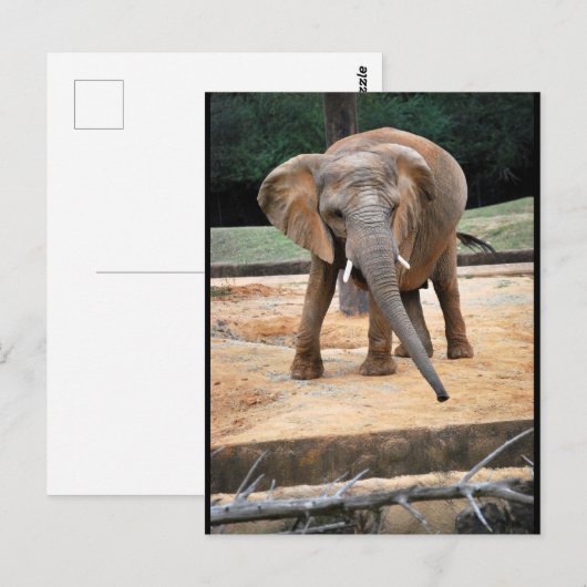 Carte Postale Portrait d'éléphant d'Afrique (Devant / Derrière)