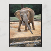 Carte Postale Portrait d'éléphant d'Afrique (Devant)