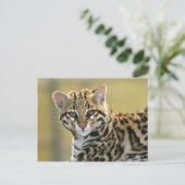 Carte Postale Portrait d'Ocelot (Debout devant)