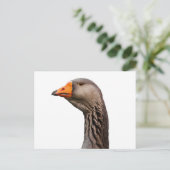Carte Postale Portrait d'oie (Debout devant)
