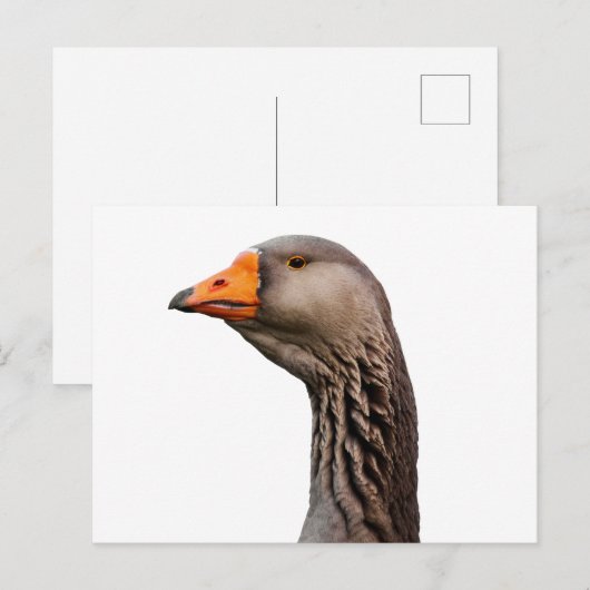 Carte Postale Portrait d'oie (Devant / Derrière)