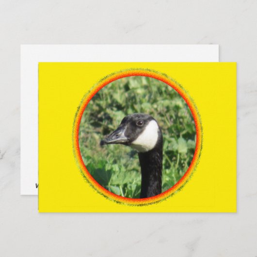 Carte postale - Portrait d'oie (Devant / Derrière)