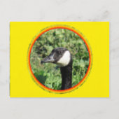 Carte postale - Portrait d'oie (Devant)