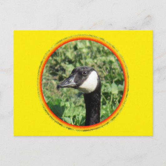 Carte postale - Portrait d'oie (Devant)