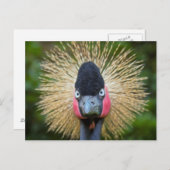 Carte Postale Portrait d'oiseau de grue (Devant / Derrière)
