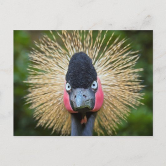 Carte Postale Portrait d'oiseau de grue (Devant)