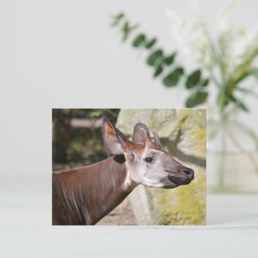 Carte Postale Portrait d'okapi (Debout devant)