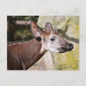 Carte Postale Portrait d'okapi (Devant)