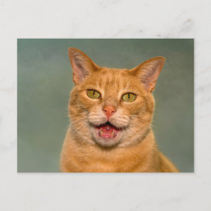 Carte Postale Portrait drôle de chat tigré orange qui miaule