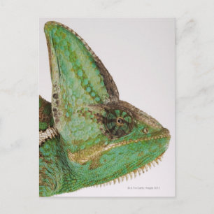 Carte Postale Portrait du caméléon du Yémen aux couleurs audacie