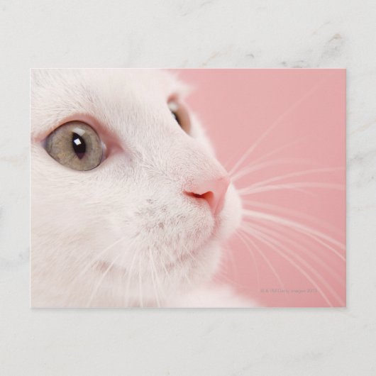 Carte Postale Portrait du chat (Devant)