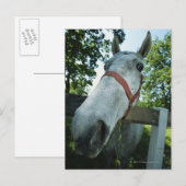 Carte Postale Portrait du cheval (Devant / Derrière)