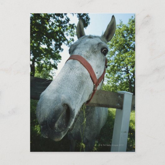 Carte Postale Portrait du cheval (Devant)