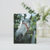 Carte Postale Portrait du cheval (Debout devant)