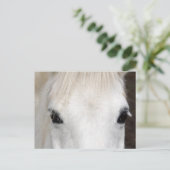 Carte Postale Portrait du cheval blanc (Debout devant)